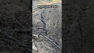 Melissa and I found this cute little aquatic garter snake on our hike yesterday #snakes #snake ￼