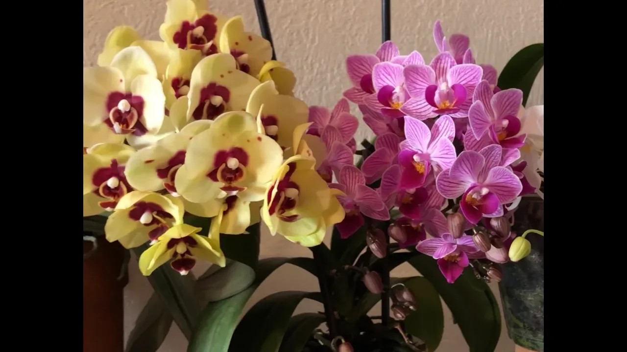 EL SECRETO PARA HACER FLORECER A TUS ORQUIDEAS COMO NUNCA ANTES