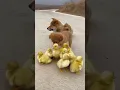 Puppies and ducklings A beautiful moment -