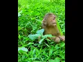 Download Lagu Aug-11-25 Baby Lynx , Jacee, Newborn, Baby , abandoned monkey 002 #monkey #wildlife #Lynx #luna
