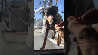 #fypシ #Dream #pets #doberman #Fyp