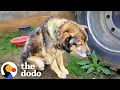 Woman Rescues Chained Senior Dog And Ends Up Saving Hundreds More The Dodo