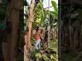 Lagu Tandan pisang yang sangat besar dan panjang
