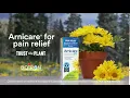 Download Lagu Arnicare and Mushrooms - Arnica for Sore Muscles \u0026 Bruising