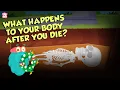 What Happens To Your Body After You Die Human Biology The Dr Binocs Show Peekaboo Kidz