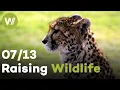 Download Lagu Vervet monkey, Cheetah \u0026 Kudu | Raising Wildlife (7/13)