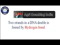 DNA double strand Hydrogen bond