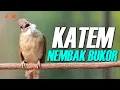Download Lagu MASTERAN KAPAS TEMBAK GACOR SUPER MEWAH | TEMBAKAN SUPER RAPET