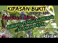 Download Lagu kipasan bukit / sikatan biru / kipasan biru (review) burung pengicau bermain ekor