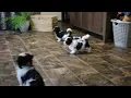 Havanese Puppies For Sale