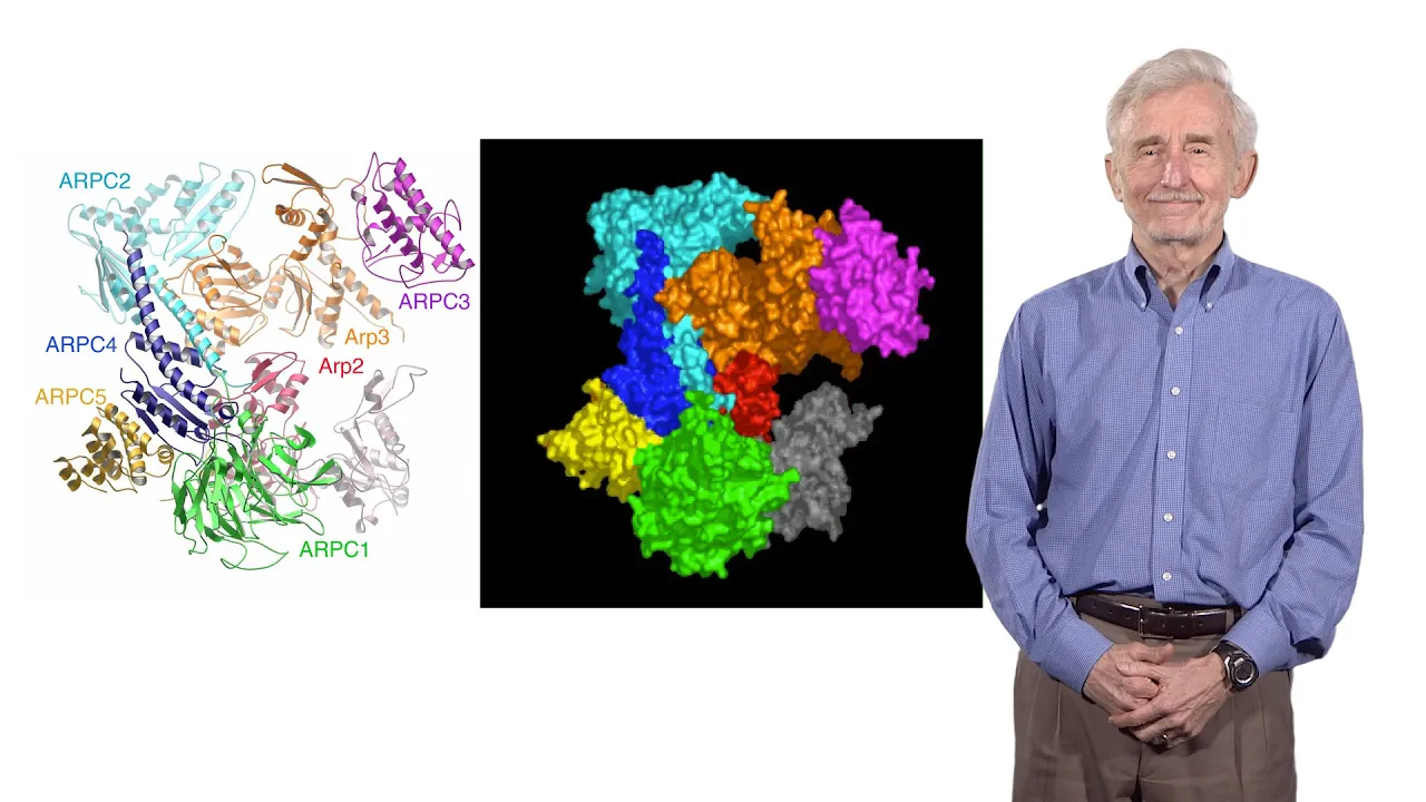 Thomas Pollard (Yale University) 1: Mechanism of cell motility pt. 1