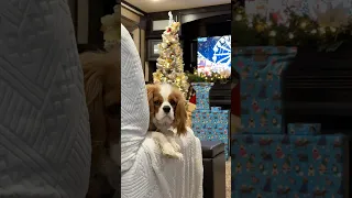 My simple home, now glowing with the spirit of the Christmas season.