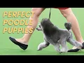 How to Clip Trim Your Poodle Puppy Poodle Grooming