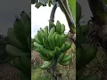 Download Lagu pisang mentok yang sangat bagus #viralvideo #trending #shorts