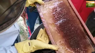 How is honey produced by bee Honey harvesting technique of Apis mellifera