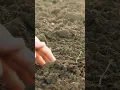 Download Lagu #urea and dap is good for agriculture # urea and dap use in agriculture