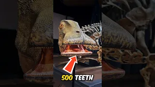 This Dinosaur Had 500 Teeth and Looked Like a Vacuum