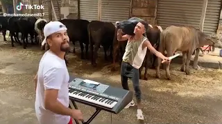 شاهد ماذا فعل كزبره وحنجره فى عيد الاضحى 