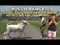 Download Lagu RUSUH BANGET!! KELILING KAMPUNG BERSAMA SAPI KADO DARI MAS HERMAWAN