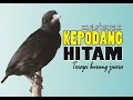 Download Lagu Burung Kepodang Hitam - Terapi burung juara