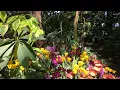 Download Lagu Fred \u0026 Dorothy Fichter Butterflies Are Blooming