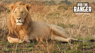 Young Lions Spot A Warthog!!! | Lalashe Maasai Mara Safari