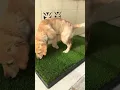 Unbox My Dog s Real Grass Dog Potty