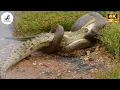 Download Lagu Electric Eel Strikes Down the Anaconda Without Mercy in the Wild Amazon #wildlifedocumentary