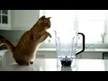 Cat in Blender