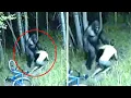 Download Lagu Bigfoot Attacks Cyclists On Appalachian Trail In 2025 | BIGFOOT ENCOUNTER