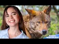 Download Lagu How We Are Actually Saving Wolves | Alveus Adventures