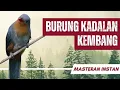 Lagu Masteran Kadalan Kembang 10 Menit Gacor