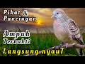 Download Lagu PERKUTUT Lokal Gacor!!! Memancing Emosi dan menaikan Birahi Terbukti AMPUH