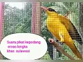 Download Lagu Suara Pikat Kepodang Emas Khas Enrekang/Maiwa