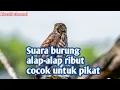 Download Lagu Suara burung alap-alap ribut cocok untuk pikat mp3