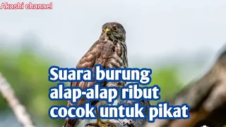 suara burung alap alap ribut cocok untuk pikat mp3