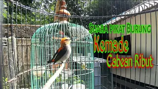 Download Suara Pikat Burung Kemade | Cabean Ribut MP3