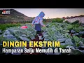 DINGIN EKSTRIM !!! HAMPARAN SALJU MEMUTIH DI TANAH DIENG