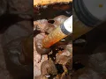 Download Lagu close up honey harvesting #bees #pot #honey #shorts
