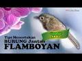 Download Lagu Tips Menentukan Burung Flamoboyan Jantan Gampang dan Akurat