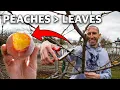 How to Prune a Peach Tree in 4 Simple Steps!