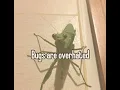 I Wish Bugs Were Real