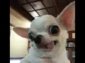TOP 20 Best Chihuahua funny face pictures