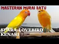 Lagu Masteran burung Suara Kenari dan Lovebird untuk MURAI Batu, Cak Ijo, Kacer