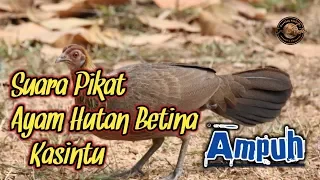 Download Suara Pikat Ayam Hutan Betina | Terbukti Ampuh MP3