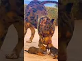 Download Lagu 5 most deadliest and dangerous dog breeds in the world 🔥🌎 #shorts