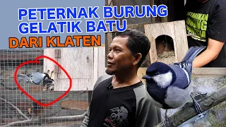 Download BURUNG GELATIK BATU GOKIL, BERSARANG DENGAN SANTAI DIKANDANG MURAI, URAT TAKUTNYA SUDAH PUTUS !! MP3