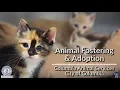 Columbia Animal Services Pet Fostering and Adoption Ambassadors