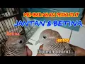 Download Lagu Cara membedakan perkutut jantan dan betina