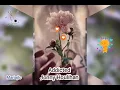Download Lagu Jonny Houlihan                        Addicted